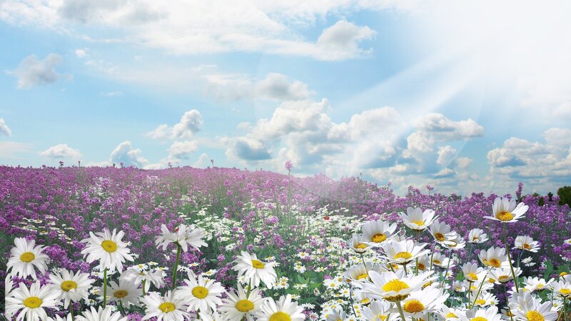 Daisy Field with Purple Flowers