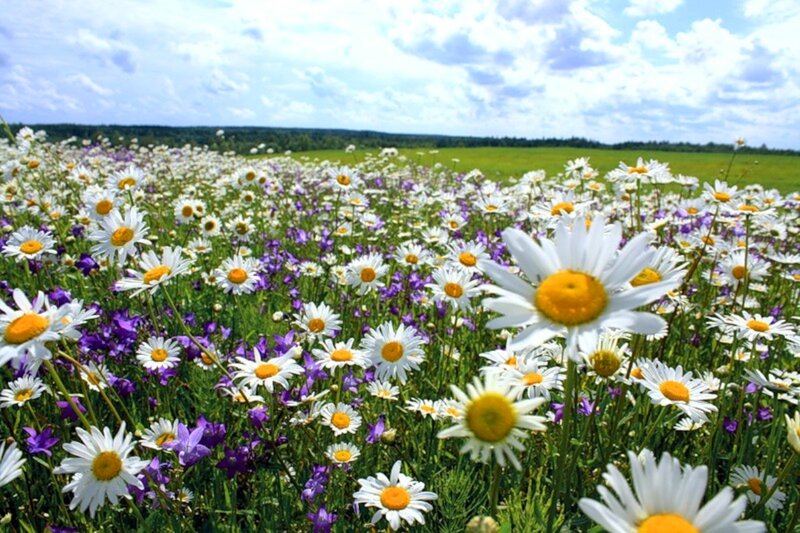 Daisy Field with Purple Flowers — White