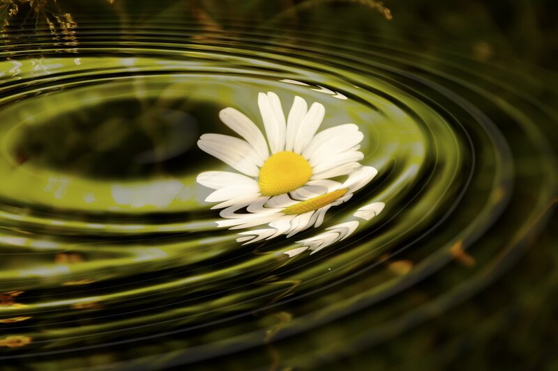 Daisy Floating on Water — Green