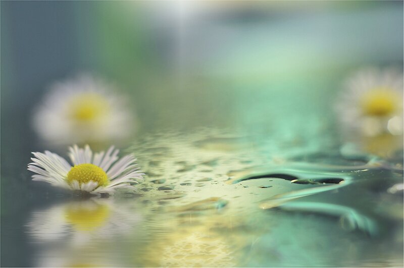 Daisy Floating on Water