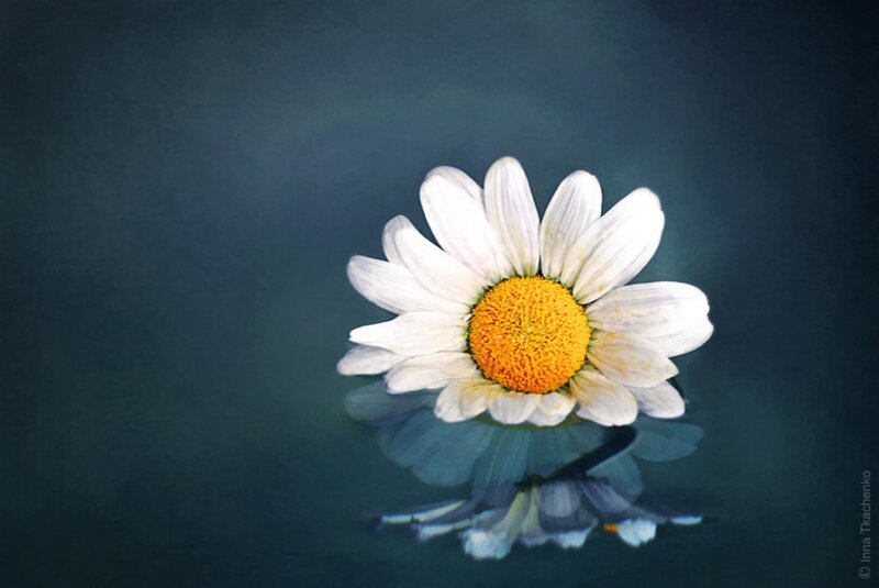 Daisy Floating on Water — White, Serene