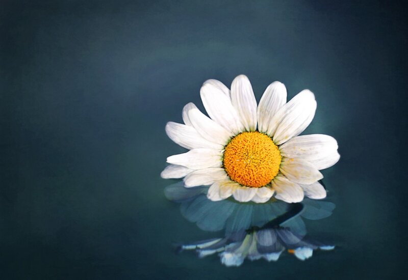 Daisy Floating on Water — White