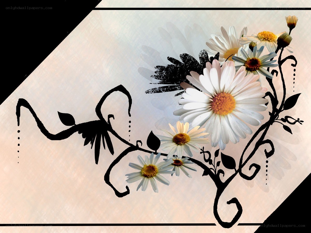 daisy floral design