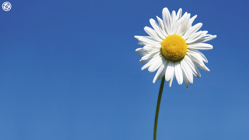 Daisy Flower Against Blue Sky — Serene, Afternoon, Photograph, Blue Sky