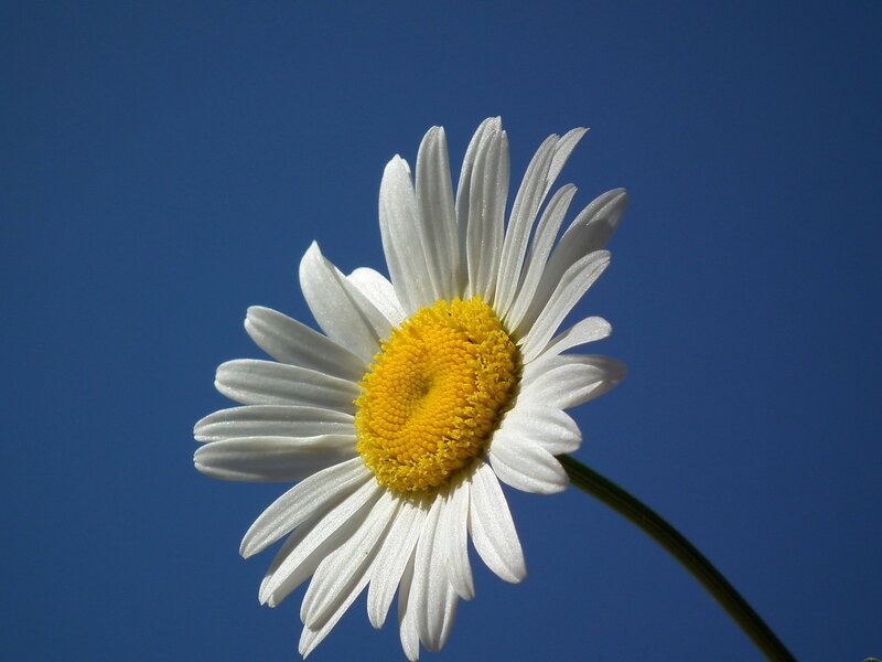 Daisy Flower Against Blue Sky — Serene, Afternoon