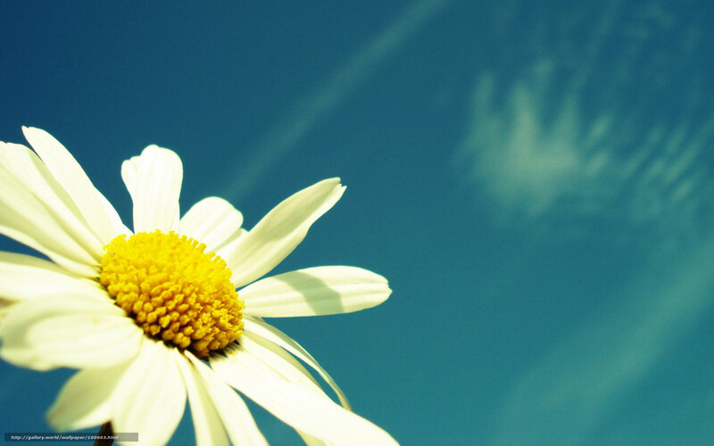 Daisy Flower Against Blue Sky — Serene
