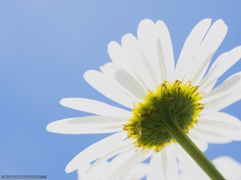 Daisy Flower Against Blue Sky — White
