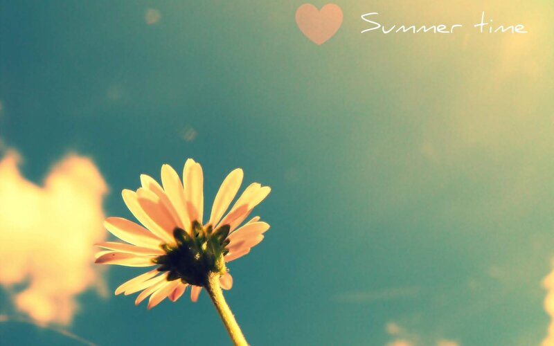 Daisy Flower Against Sky — Blue, Serene, Summer