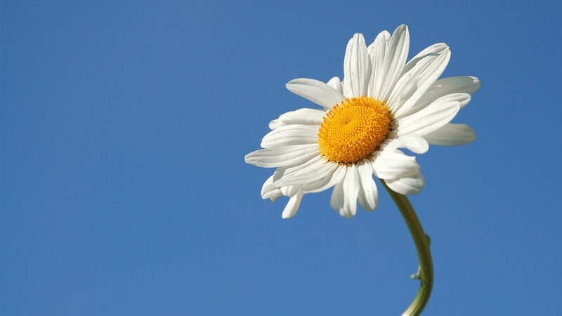 Daisy Flower Against Sky — Blue, Serene