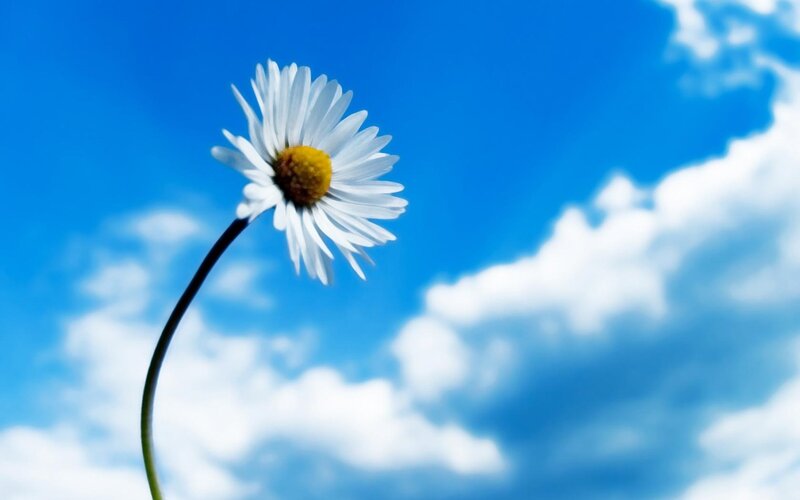 Daisy Flower Against Sky — Blue, Stem