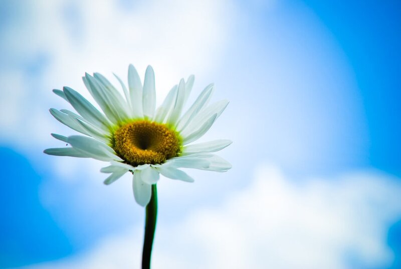 Daisy Flower Against Sky — Blue