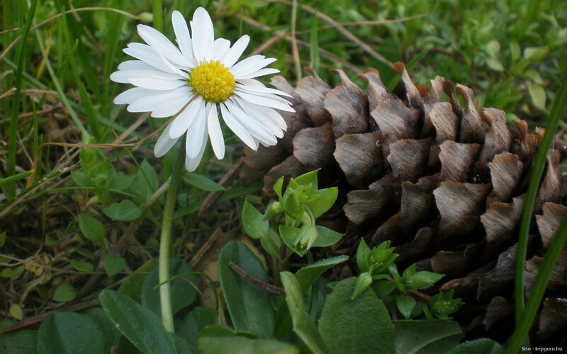 Daisy Flower and Pinecone
