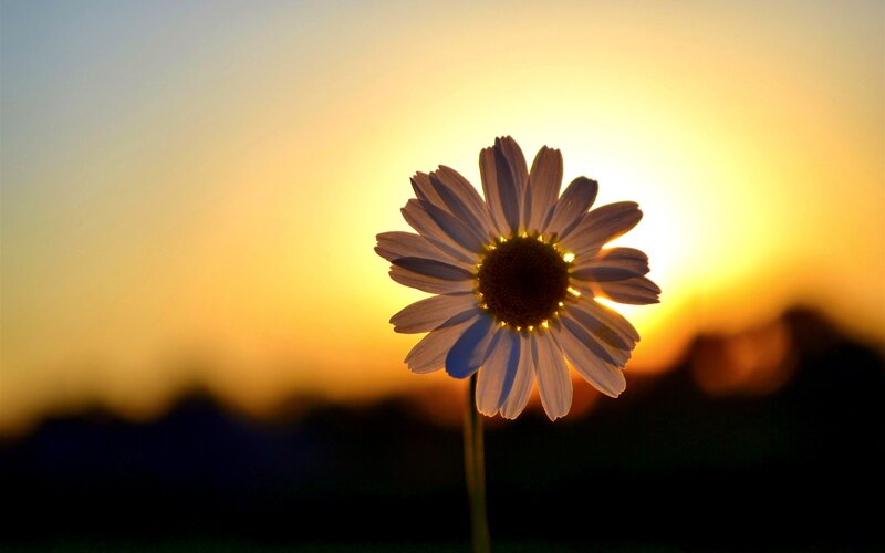 Daisy Flower at Sunset