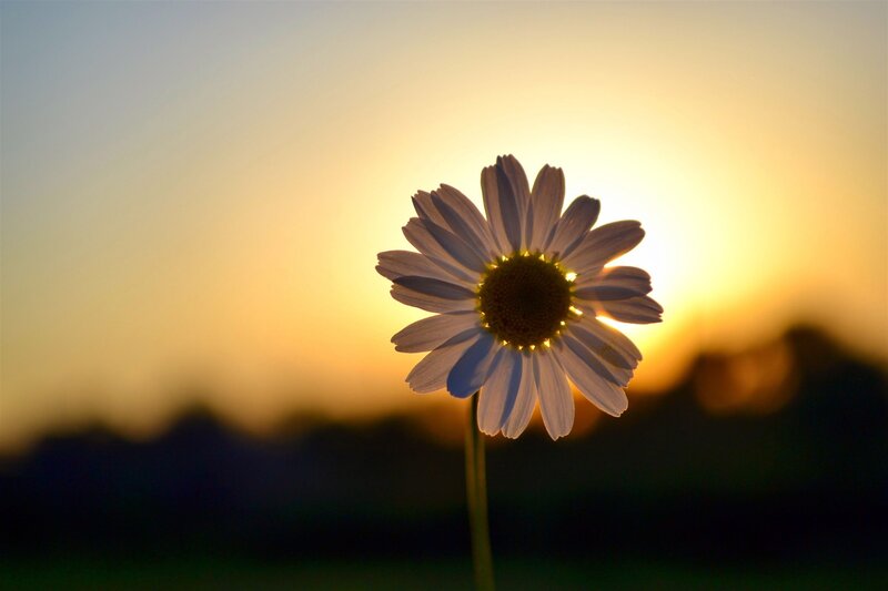 Daisy Flower at Sunset — Yellow