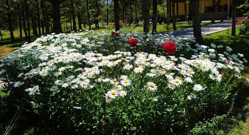 Daisy Flower Bed