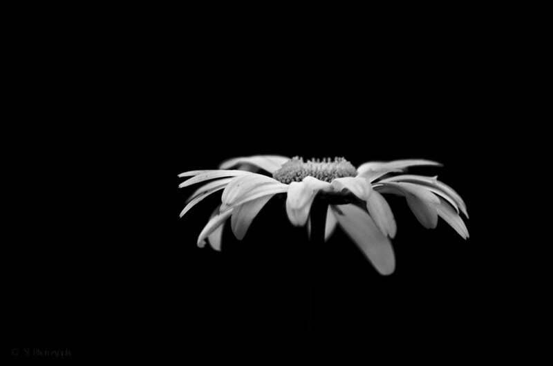 Daisy Flower — Black