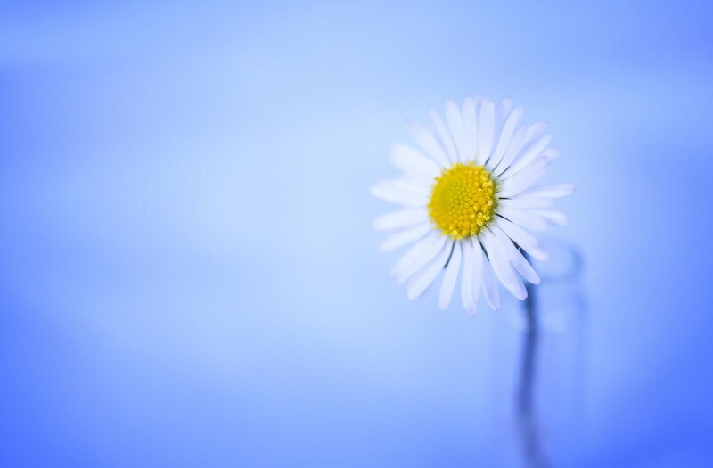 Daisy Flower — Blue