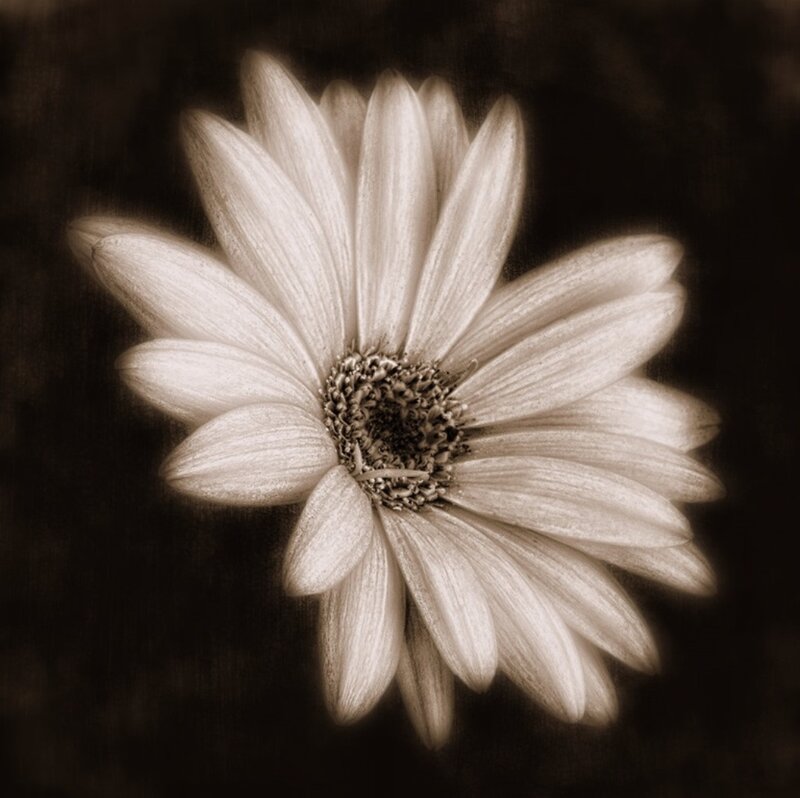 Daisy Flower — Brown