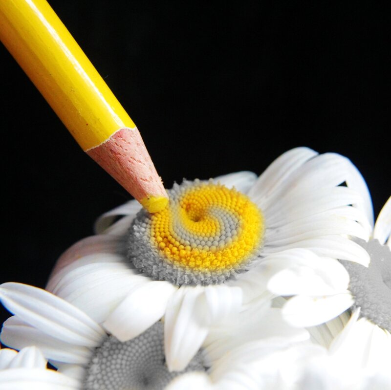 Daisy Flower Center