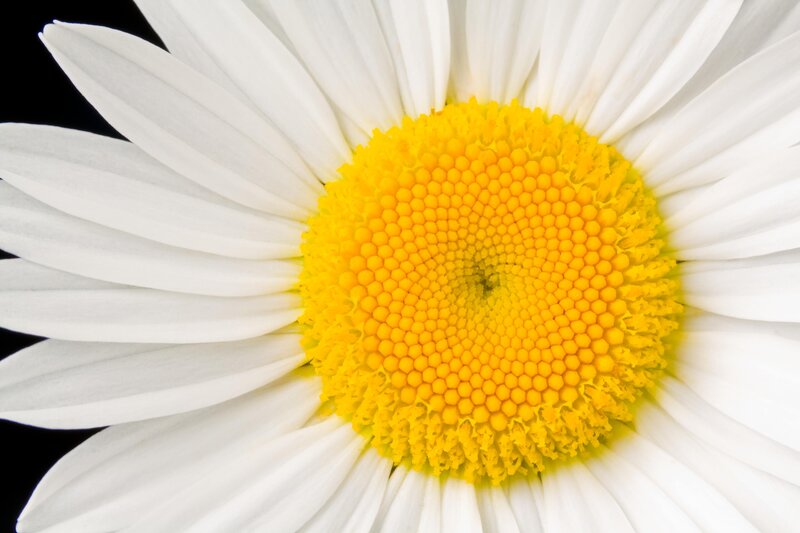 Daisy Flower Center — White