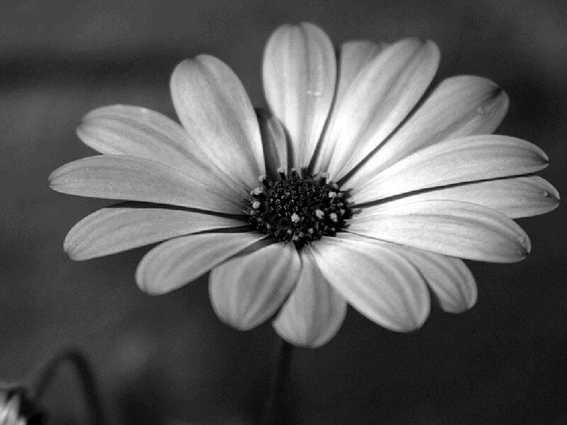 Daisy Flower Close-up — Black