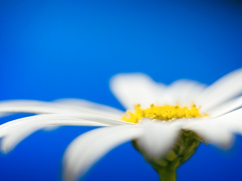 Daisy Flower Close-up — Blue