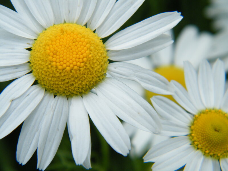 Daisy Flower Close-up — White, Calm