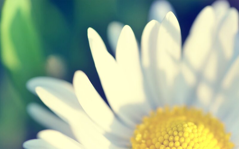 Daisy Flower Close-up — White, Serene, Afternoon