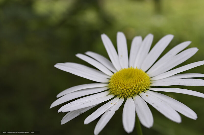 Daisy Flower Close-up — White, Serene, Photograph, Green Background