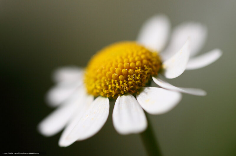 Daisy Flower Close-up — White, Serene, Photograph, Stem