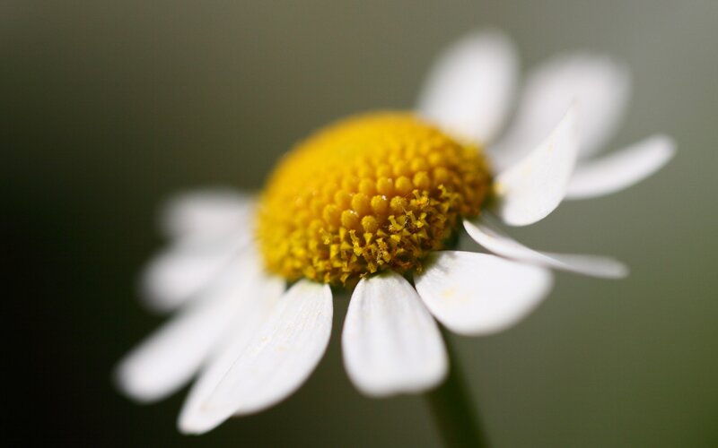 Daisy Flower Close-up — White, Serene, Photograph