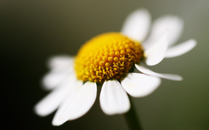Daisy Flower Close-up — White