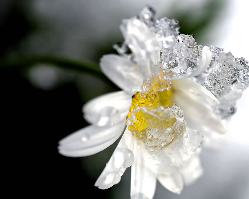Daisy Flower Covered in Ice