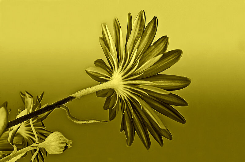 Daisy Flower from Below