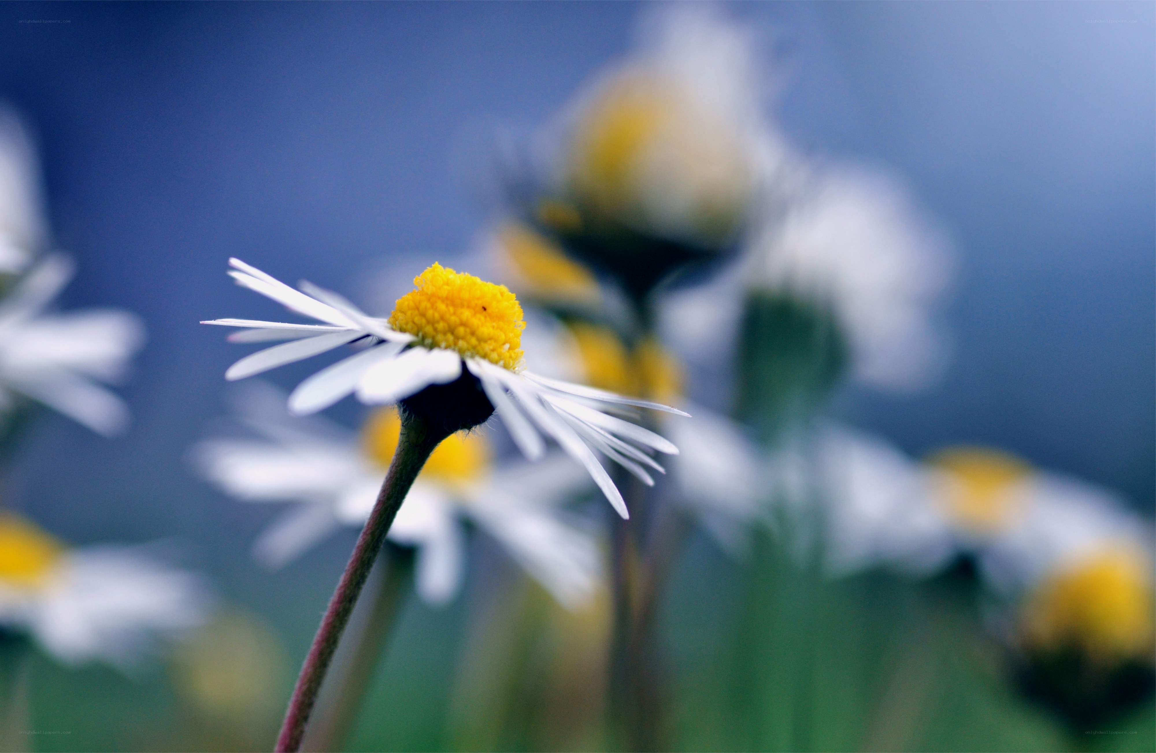 Daisy flower in a field