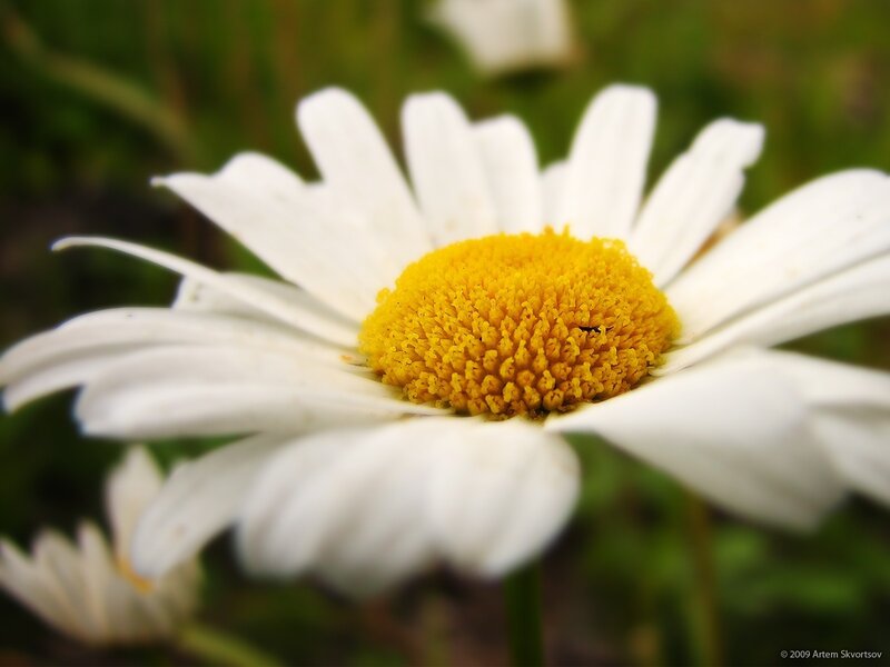 Daisy Flower in Bloom