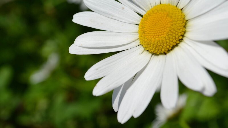 Daisy Flower in Bloom — White, Serene