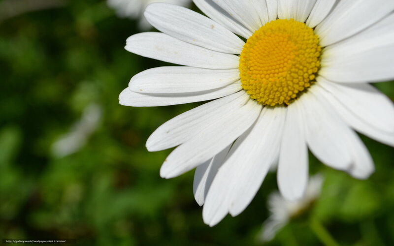Daisy Flower in Bloom — White