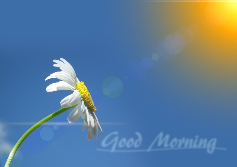 Daisy Flower in Blue Sky