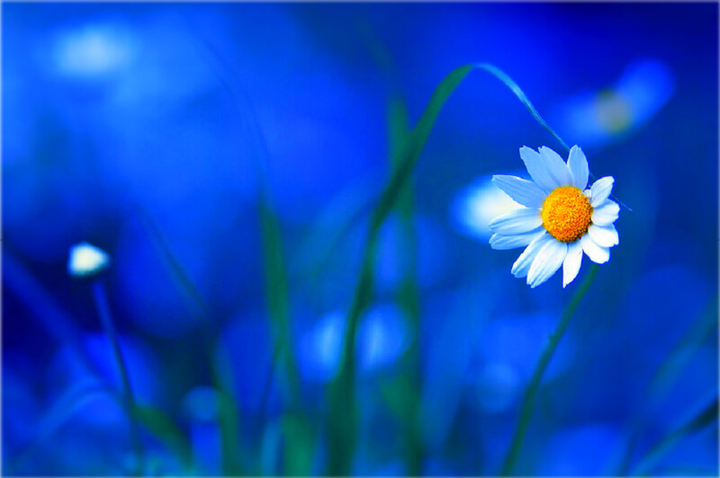 Daisy Flower in Blue