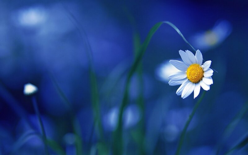 Daisy Flower in Field — Blue, Serene, Photograph
