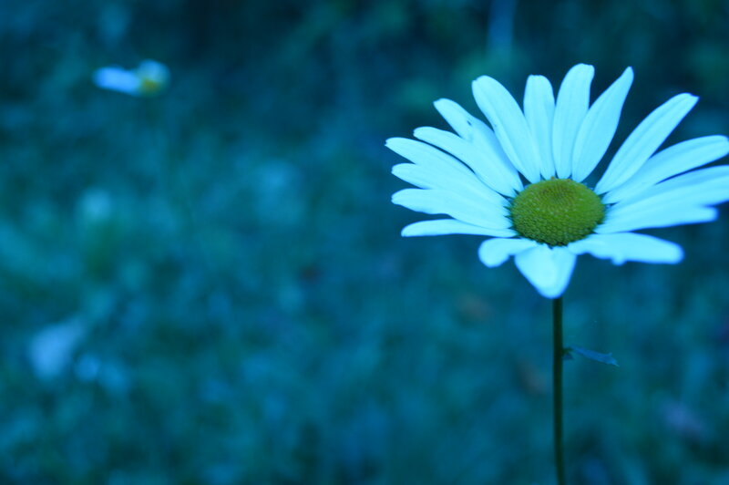 Daisy Flower in Field — Blue, Serene