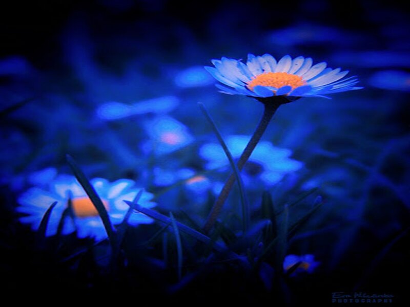 Daisy Flower in Field — Blue