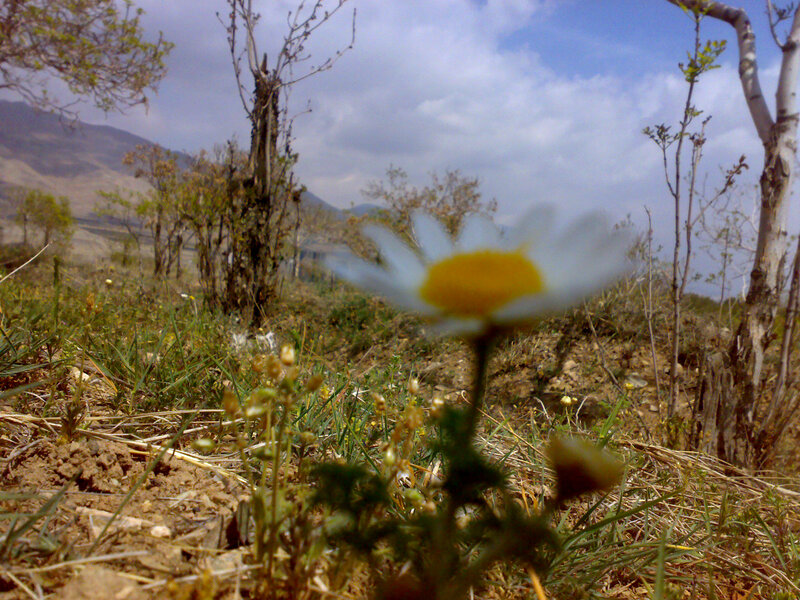 Daisy Flower in Field