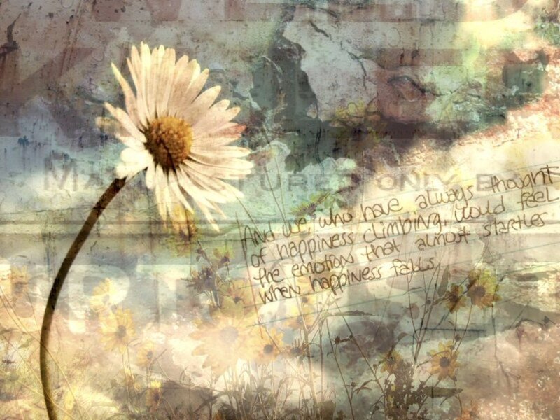 Daisy Flower in Field — White, Melancholic