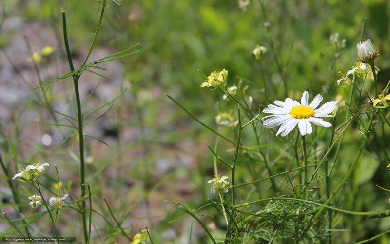 Daisy Flower in Field — White, Serene, Afternoon, Photograph, Grass