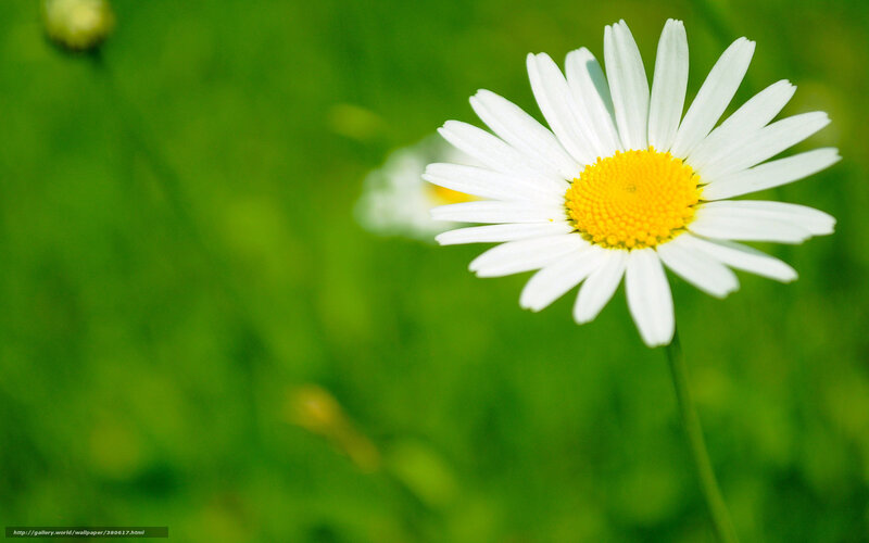 Daisy Flower in Field — White, Serene, Afternoon, Photograph, Green Grass