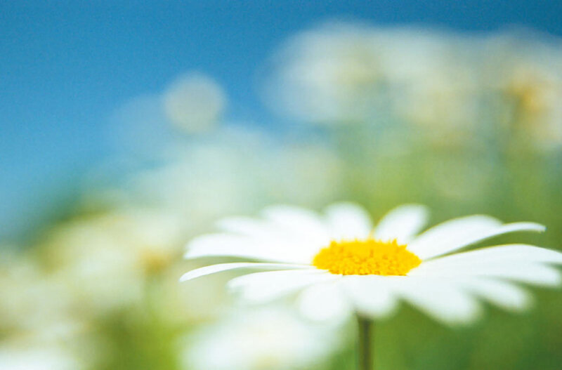 Daisy Flower in Field — White, Serene, Afternoon, Photograph, Sky