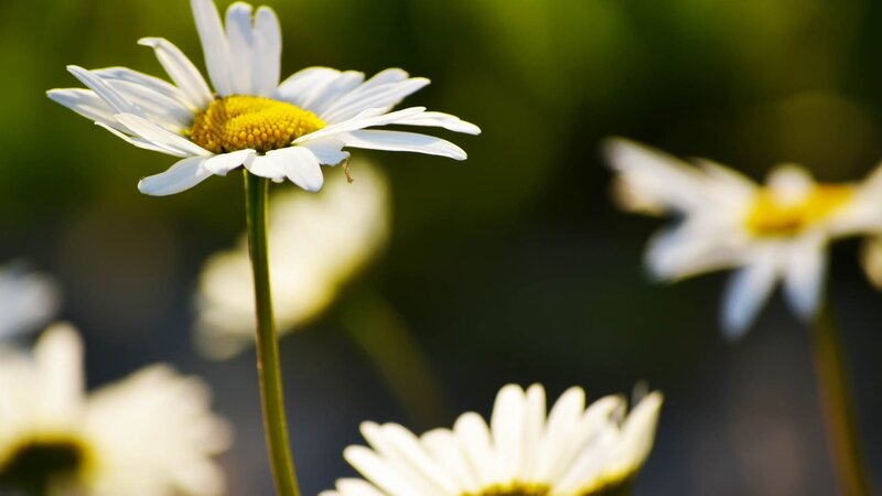 Daisy Flower in Field — White, Serene, Afternoon, Photograph, Stem, Greenery