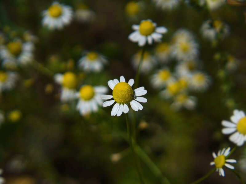 Daisy Flower in Field — White, Serene, Afternoon, Photograph, Stem, Insect